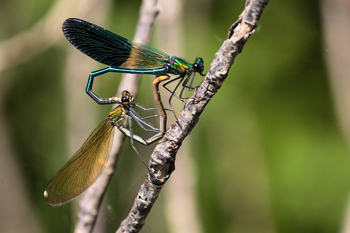 france landes castelnauchalosse pomarez libellule dragonfly animal extérieur outdoor leluy rivière river chalosse branche branch arbre tree