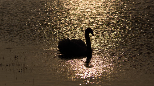 sunset nature swan reserve lincolnshire wash marsh mute frampton the yellowhammer rspb