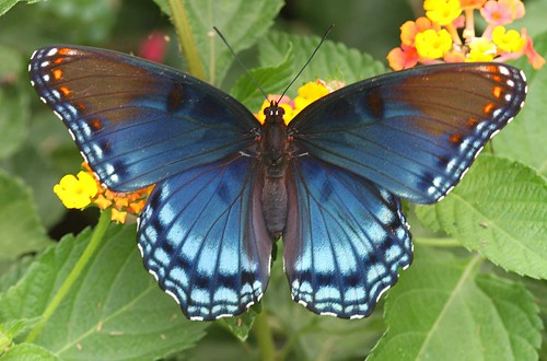 blue orange butterfly northcarolina mimic richmondcounty limenitisarthemis redspottedpurple limenitisarthemisastyanax thinfilminterference frequencywaves pipevineswallowtailmimic