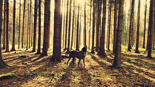 dog cute nature sunshine forest sunrise landscape switzerland shadows