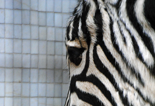 Zebra, London Zoo