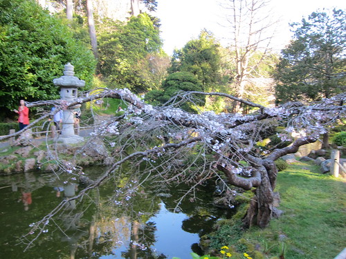 Golden Gate Park Japanese Tea Garden, San F… IMG_3253