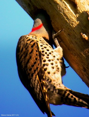 bird woodpecker digiscoping flicker digiscoped northernflicker digiscope ysfl yellowshafterflicker