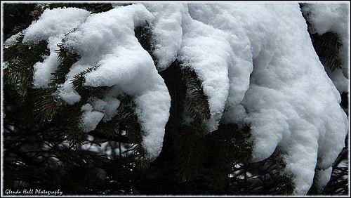 trees ireland winter snow march spring fuji branches finepix northernireland snowfall ulster tyrone omagh carrickmore exr 2013 heavyladen f770 fleursetpaysages glendahall glendahallphotography