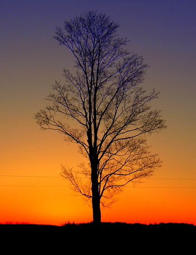 blue sunset shadow red orange tree silhouette yellow twilight lone