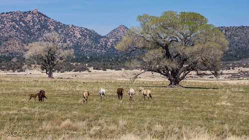 arizona horses unitedstates kirkland foal peeplesvalley