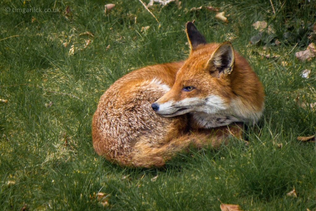 099/365/2013 - Red Fox