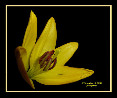 madrid flowers black flores nature spain lily flor special yelow fiori onblack fleure mygearandme rememberthatmomentlevel1 rememberthatmomentlevel2 rememberthatmomentlevel3 flowerthequietbeauty yelowspeciallilyonblack besteverexcellencegallery yelowspeciallily lirioennegro