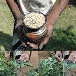 Medicinal Rice Formulations from Pankaj Oudhia’s Medicinal Plant Database