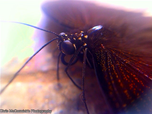 Macro Shot of a Black Butterfly