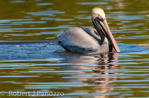 bird pelican sanibel sanibelisland brownpelican jndingdarlingnwr