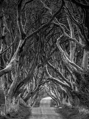 tree tunnel