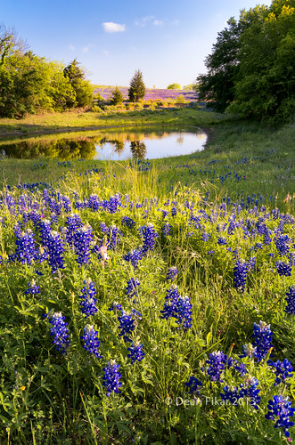 blue trees sky lake plant flower color reflection green water field leaves rural spring pond flora day texas purple unitedstates natural blossom vibrant horizon seasonal meadow winery clear bloom wildflowers ennis botany bluebonnets lupine texensis twlilight sugarridgeroad