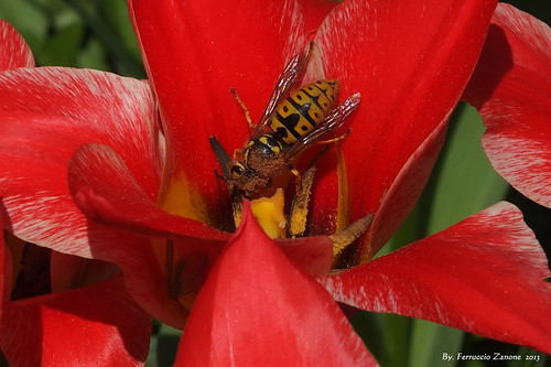primavera vespa ape fiore fecondazione nettare impollinazione