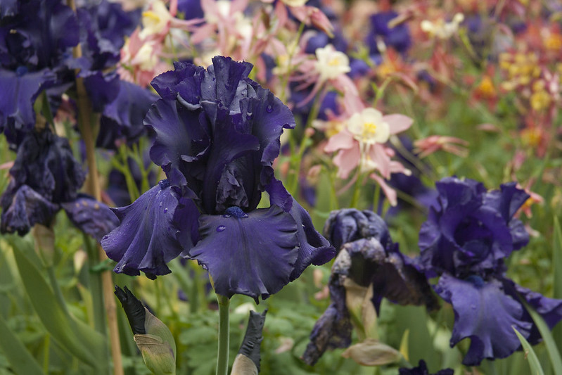 Deep Blue Iris