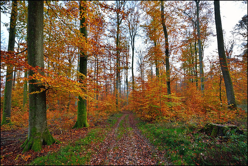 autumn trees forest automne nikon sigma arbres d7100 foréts ex1020f456dchsm