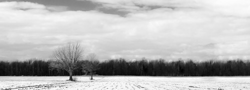 trees winter sky bw panorama snow canada abstract monochrome clouds landscape quebec farm lone grayscale minimalism metaphor saintjeansurrichelieu canoneos7d canonef2470mmf28lisiiusm