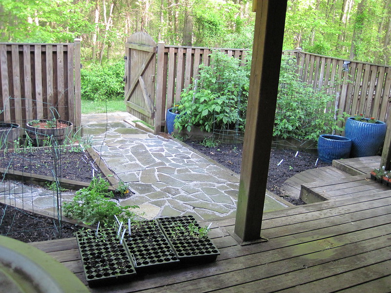 View of garden from porch showing two triangular raised beds on the left, a stone path in the middle, and a triangular bed of raspberries on the right with 3 large turquoise pots around it