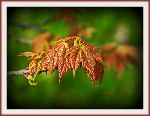 red green leaves closeup leaf spring maple bokeh naturescarousel