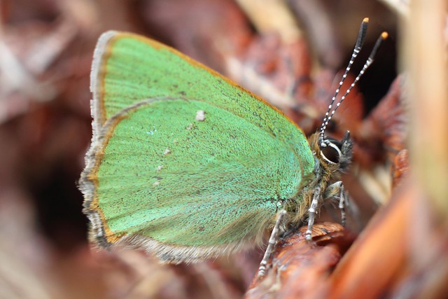 Green Hairstreak butterfly