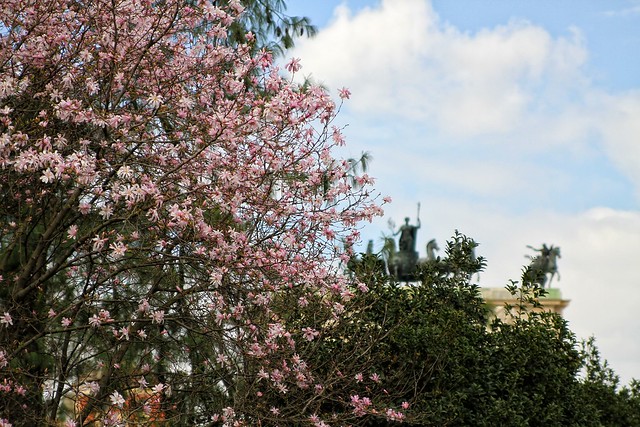 Springtime blossoming in Milan, Italy
