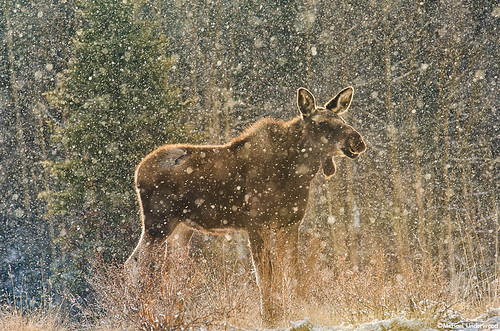 snow sunrise spring colorado wildlife moose bull calf lakecity creede slumgullionpass springcreekpass