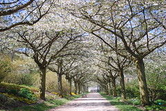 Cherry Blossom Avenue - Photo of Crécy-en-Ponthieu