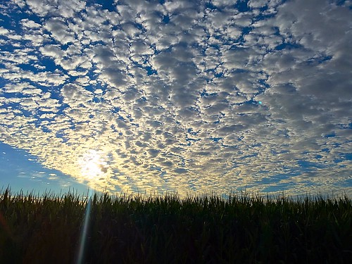 2016 canada clouds corn august sunrise field sun lemington nature earth sky