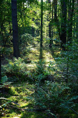 wild green sunshine forest secret mysterious