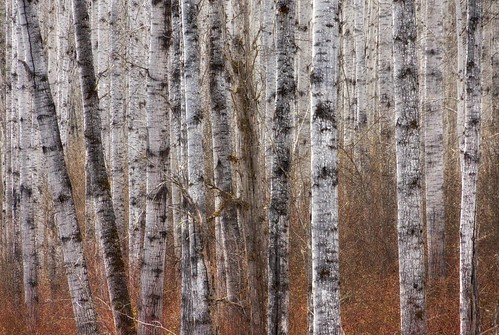 trees abstract forest glow chaos grove patterns impressionism trunks aspen canadapt