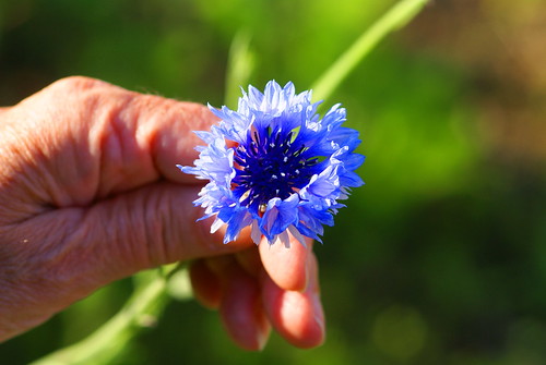 blue plant flower green nature smile june grassland wildflower cornflower 2013 ✿ renateeichert resilu