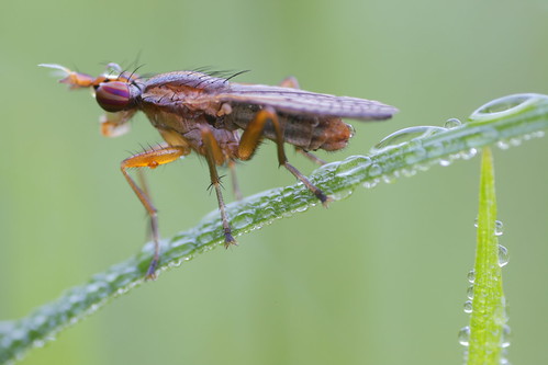 macro insect naturallight makro canoneos5dmarkii hornfliege marshflies schneiderkreuznachcomponons2850mm gitzogt3320sbabysystematictripod ilionealbiseta
