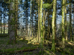 Forest - Photo of Belmont-sur-Buttant