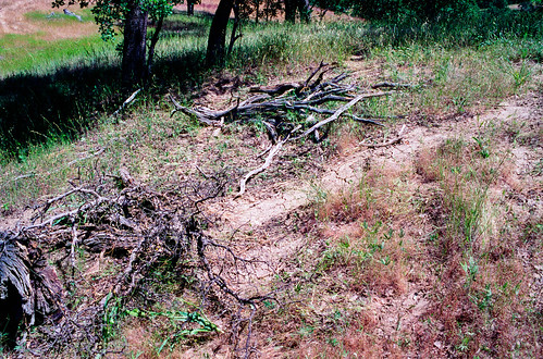ranch trees oak dirtroad