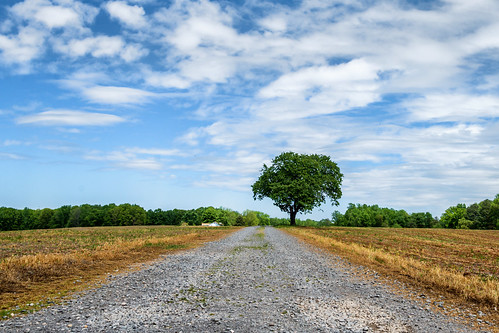 road blue sky field clouds rural spring farm country dirt lonetree gravelroad