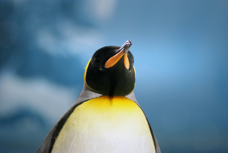 King Penguins (11)