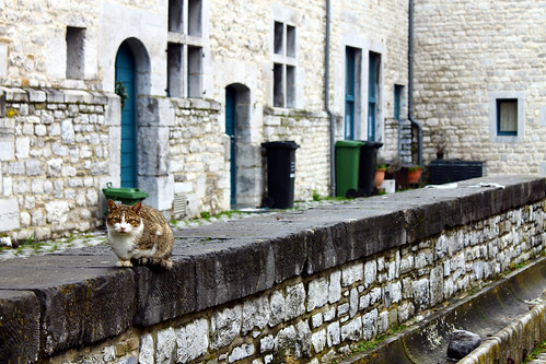 door white window stone cat grey gris chat angle belgique pierre porte fenêtre blanc oldstone vieillepierre gilles7 anthisne