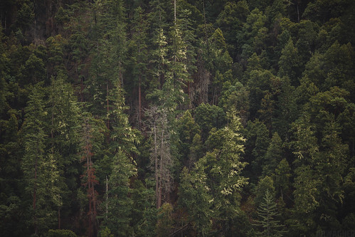 california ca trees mountain mountains nature rain fog pine clouds forest canon landscape eos woods pretty cloudy foggy scenic overcast nationalforest rainy valley f2 norcal westcoast sixrivers 135mm 135l highway299 sixriversnationalforest f2l 5dmkiii 5dmk3 5d3 5dmarkiii 5dmark3