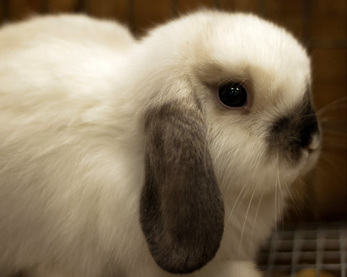 rabbit lop eared ear kansas ks state fair hutchinson holland soft bunny cage