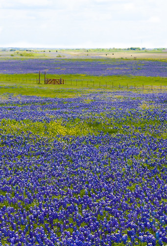flower rural gate texas bluebonnet april ennis wildflower fav10 tporter2006 enteredpinnaclemay13