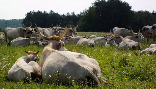 grey cattle hungarian