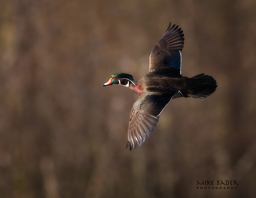 ohio nature birds ducks avian woodduck northchagrinreservation clevelandmetroparks ohiowildlife ohiobirds