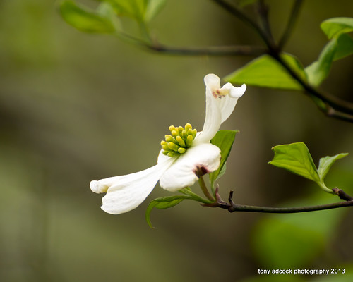 flower tree virginia unitedstates dogwood martinsville