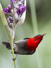 Crimson Sunbird (Aethopyga siparaja)