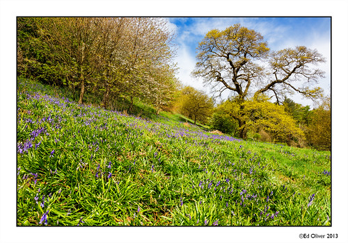 bluebells woodland spring northumberland morpeth canonef24105mmf4lis canoneos5dmark3
