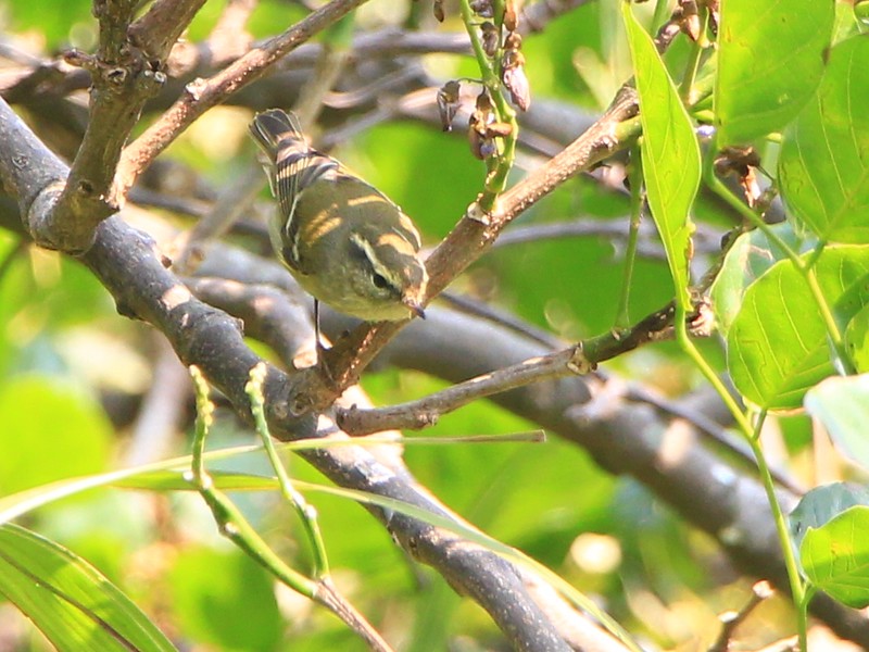 IMG_1976 黃眉柳鶯 Yellow-browed Warbler
