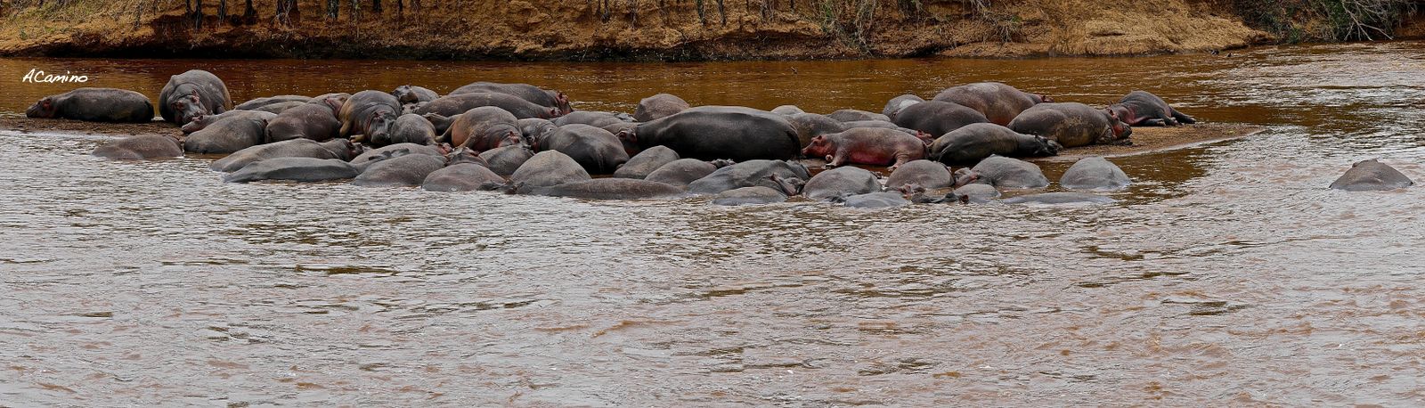 2º safari en el Mara: Hipos, Leones, Leopardos, hienas, jirafas, puesta de sol - 12 días de Safari en Kenia: Jambo bwana (21)