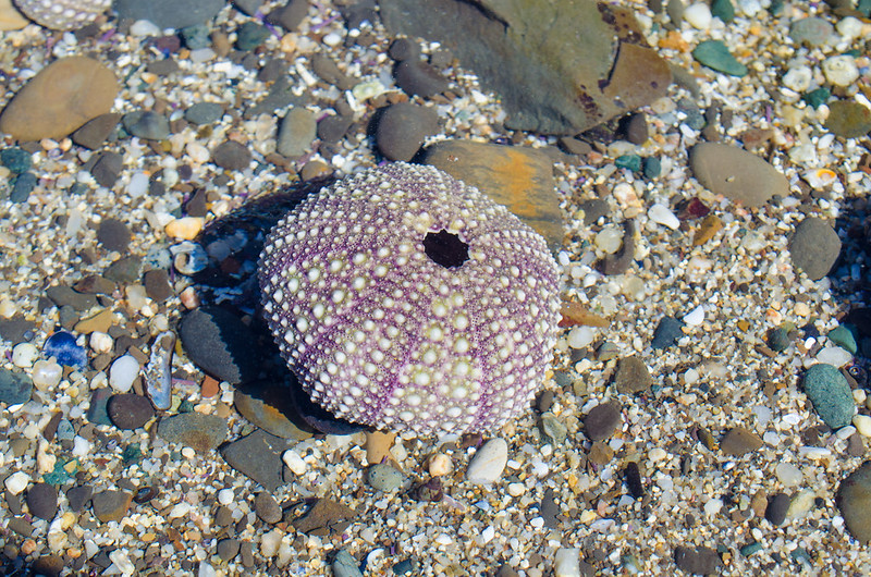 ex-Sea urchin
