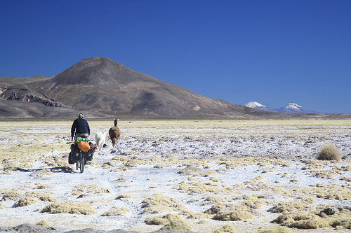Chasing llamas to Sajama, Bolivia.