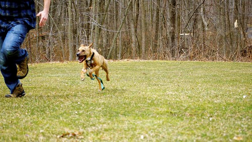 愛犬と楽しむスポーツ ドッグマラソンとは Doghuggy